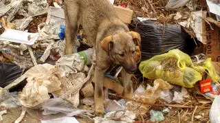 Psy mogą przenosić groźne choroby