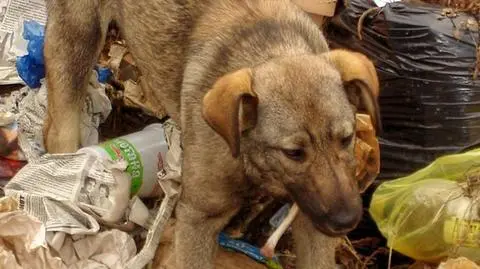 W Chinach wybijają psy