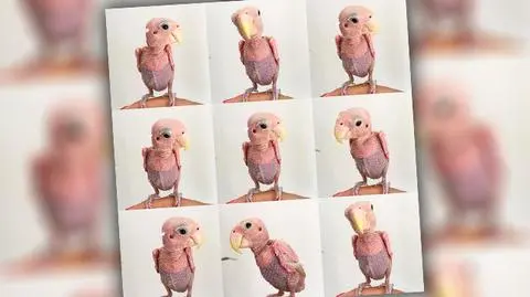 Chora papuga podbija internet