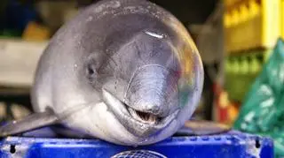 Morświny są zagrożone wyginięciem