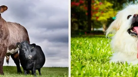 Mini-mućka melomanka i pekińczyk z jęzorem