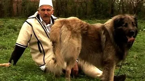 Owczarek "kosowski"?