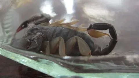 Kościerzyna: Mężczyzna znalazł skorpiona na targowisku