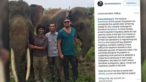 Leonardo DiCaprio może swobodnie wrócić do Indonezji