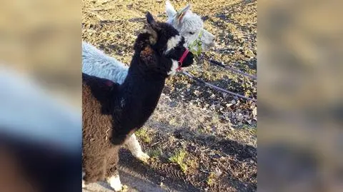 Uciekinierki wróciły do zagrody