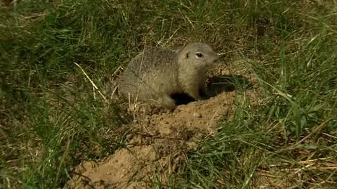 Wielki powrót susłów na Dolny Śląsk. 50 zwierzaków trafi na wolność 