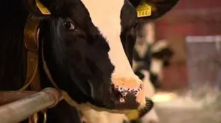 Rytualny ubój zgodny z prawem