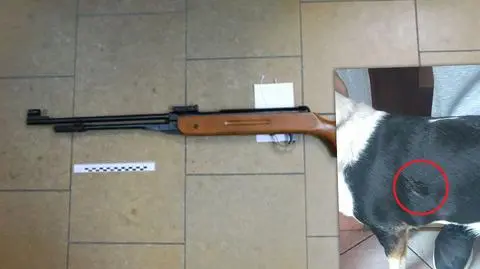 Pies został postrzelony z wiatrówki