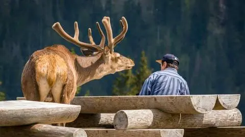 Oswojony jeleń z Polany Rusinowej 
