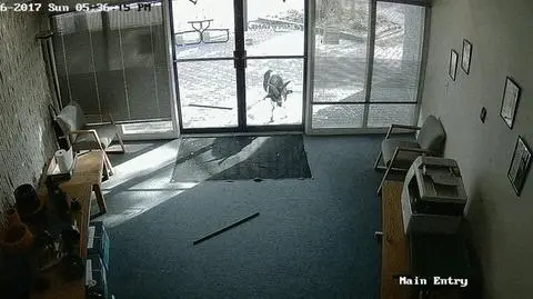 Kozioł wybił biurowe szyby