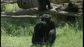 Kiedy temperatura przekracza 40 stopni futrzanym zwierzakom zostaje tylko ... jeść lody. Mrożone owoce to w taki upał ulubiony przysmak mieszkańców rzymskiego zoo. Na soczyste tłuste mięso nie chcą nawet patrzeć, za to zajadają się owocowymi mrożonkami. (APTN)