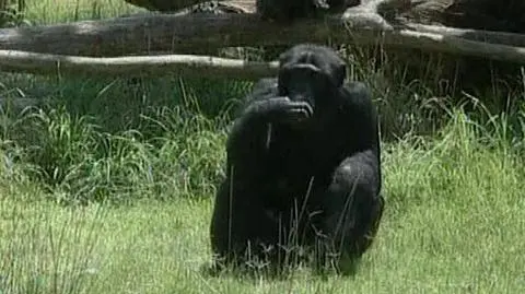 Małpie lody dla ochłody