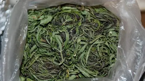 Marihuana
dla kibiców 