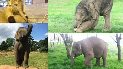 Słonie Scott i Ned jadą z Londynu do Polski