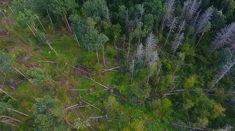 Puszcza rok po korniku