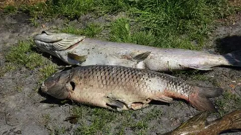 Śnięte ryby w jeziorze Drużno. Prokuratura: za zanieczyszczenie odpowiada mleczarnia 