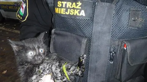 Małe kociaki utknęły na barce. Jeden wplątał się w wodorosty