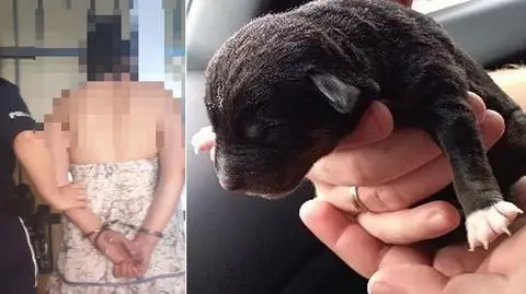 W torbie znajdowało się pięć szczeniąt