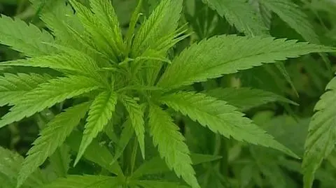 Polacy zatrzymani za uprawę marihuany w Belgii