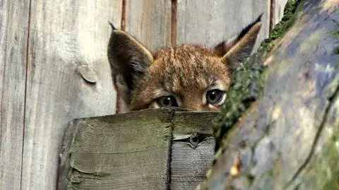Wrocław. RyśUla - najmłodszy z rysi wrocławskiego zoo