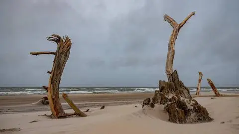 Pozostałości lasu sprzed wieków na nadbałtyckiej plaży