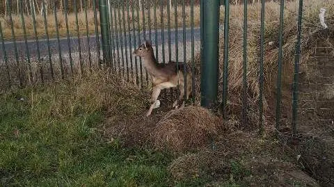 Sarna utknęła między prętami