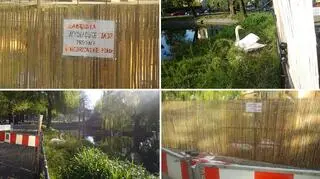 Urzędnicy dbają o spokój bolesławieckich łabędzi