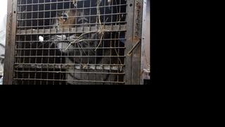 Warunki transportu weterynarz z ogrodu zoologicznego określił jako "tragiczne"