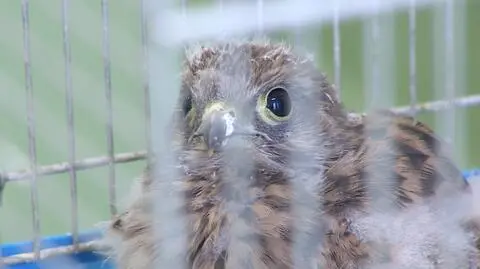 Ranne ptaszki mogą tu liczyć na pomoc