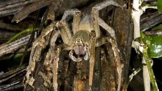 Wałęsaki brazylijskie są śmiertelnie groźne