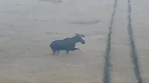 Byk na polu, klępa z łoszakiem w lesie. Łosie żerują w Wielkopolsce