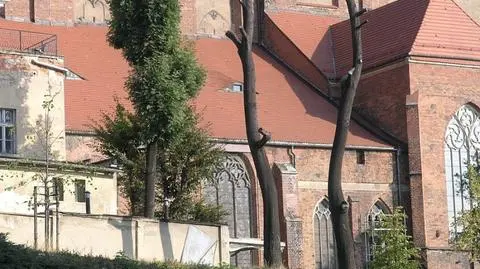 Świdnica: kara dla księdza, który przyciął dwa drzewa przy katedrze