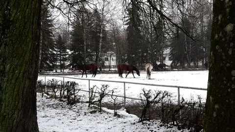 Prokuratura zajmie się śmiercią klaczy z Janowa Podlaskiego