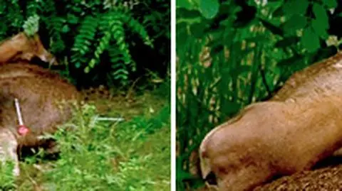 Łoś spacerował w Ursusie