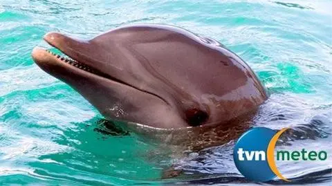 Delfiny łowią ofiary jak magnes