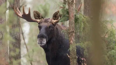 The Ministry of Environment wishes to make moose hunting possible