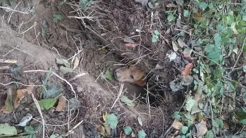 Podkarpackie. Pies uwięziony w lisiej jamie, pomogły służby