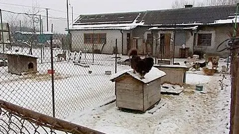 Nie ma horroru w schronisku, a tylko nieład w papierach?