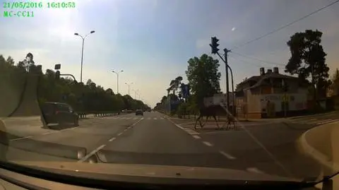 Kierowca kontra zwierzyna