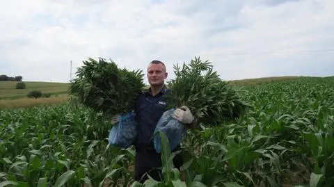 Uprawiał marihuanę na polu kukurydzy
