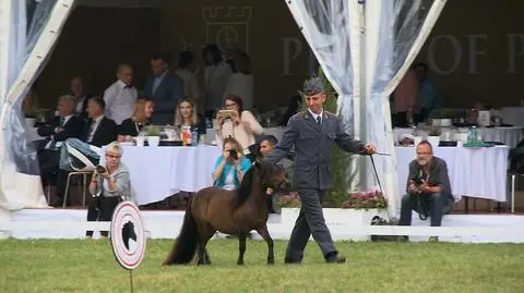 Top Polish horse auction will no longer be named "Pride of Poland"