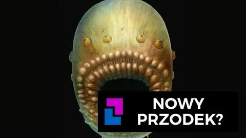 Nowy przodek?
