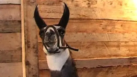 Awantura przed szopką