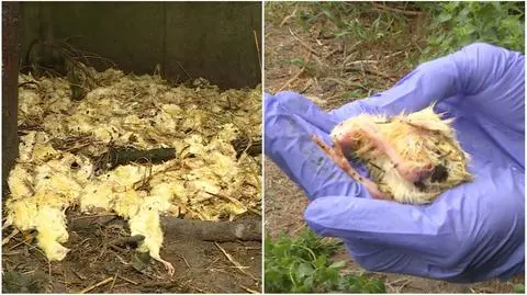 Sterta piskląt pod płotem fermy kurcząt