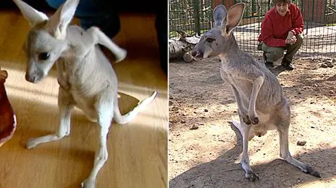 Pamiętacie Tośkę? Podrosła i wróciła do zoo