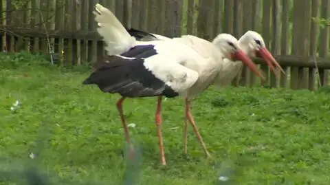 Pozbędą się części zwierząt - dostaną pieniądze na ratowanie reszty