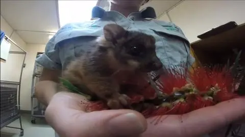 Opos uratowany w Taranga Zoo w Sydney w Australii