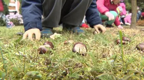 Kasztany, dzieci i kosmetyki