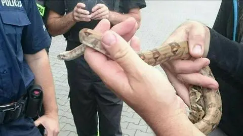 Strażacy znaleźli w autobusie węża