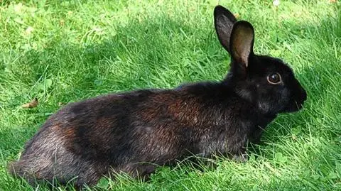 Królik prezydenta Łotwy nie żyje